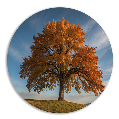 Majestueuze herfstboom in een weids landschap forex muurcirkel