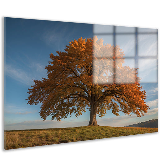 Majestueuze herfstboom in een weids landschap acrylglas