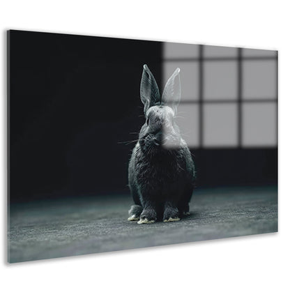 Zwart-wit konijn portret op donkere achtergrond acrylglas