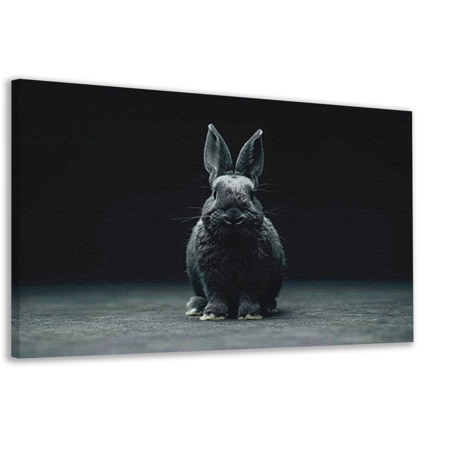 Zwart-wit konijn portret op donkere achtergrond canvas