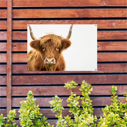 Close-up van een Schotse hooglander met indrukwekkende hoorns tuinposter
