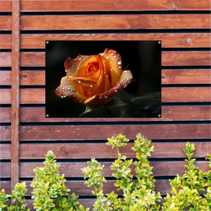 Roos met waterdruppels in close-up tuinposter