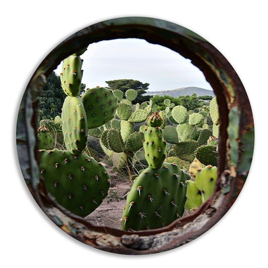 Cactustuin Gevangen in Roestig Raam aluminium muurcirkel