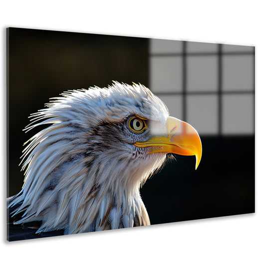 Close-up Amerikaanse Wouw acrylglas