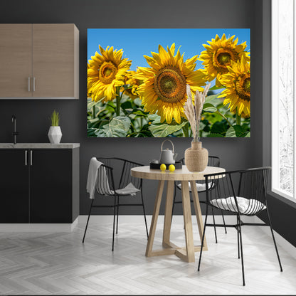 Levendige zonnebloemen onder een helderblauwe hemel poster