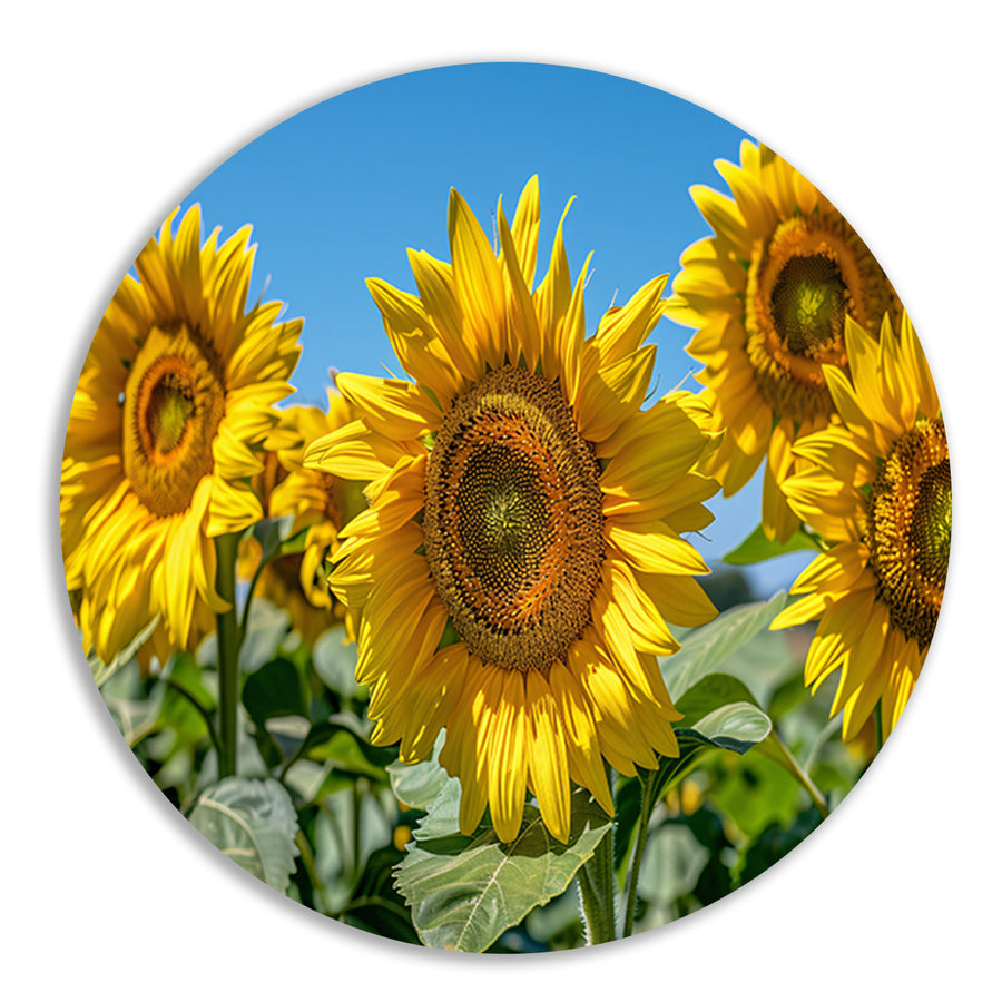 Levendige zonnebloemen onder een helderblauwe hemel forex muurcirkel