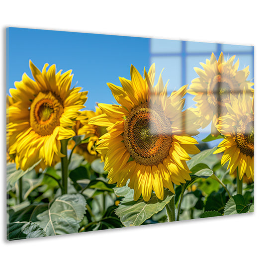 Levendige zonnebloemen onder een helderblauwe hemel acrylglas