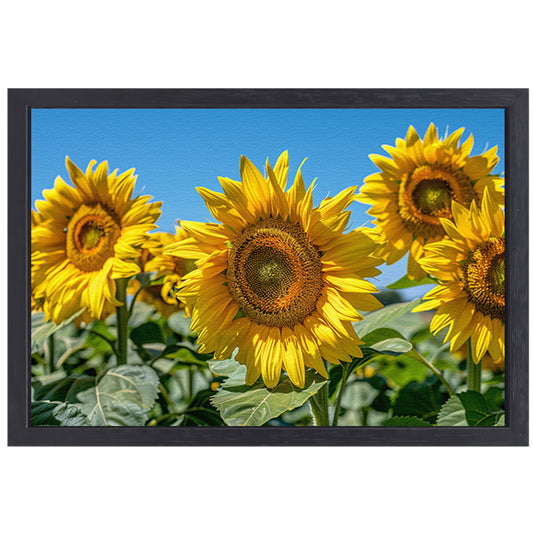 Levendige zonnebloemen onder een helderblauwe hemel canvas met baklijst