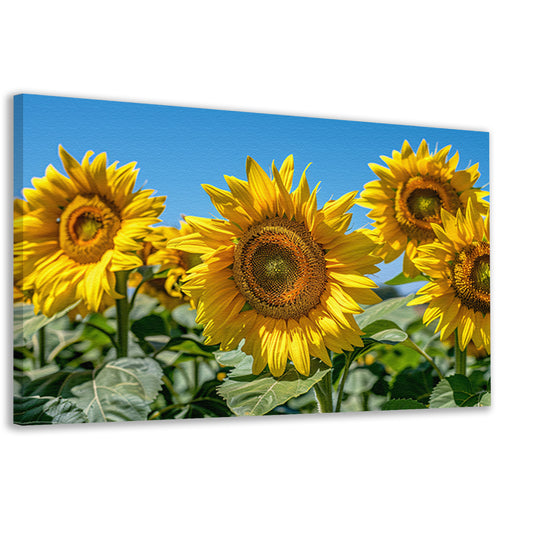 Levendige zonnebloemen onder een helderblauwe hemel canvas