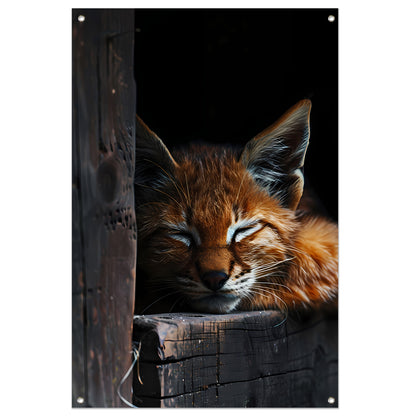 Slapende rode lynx portret tuinposter