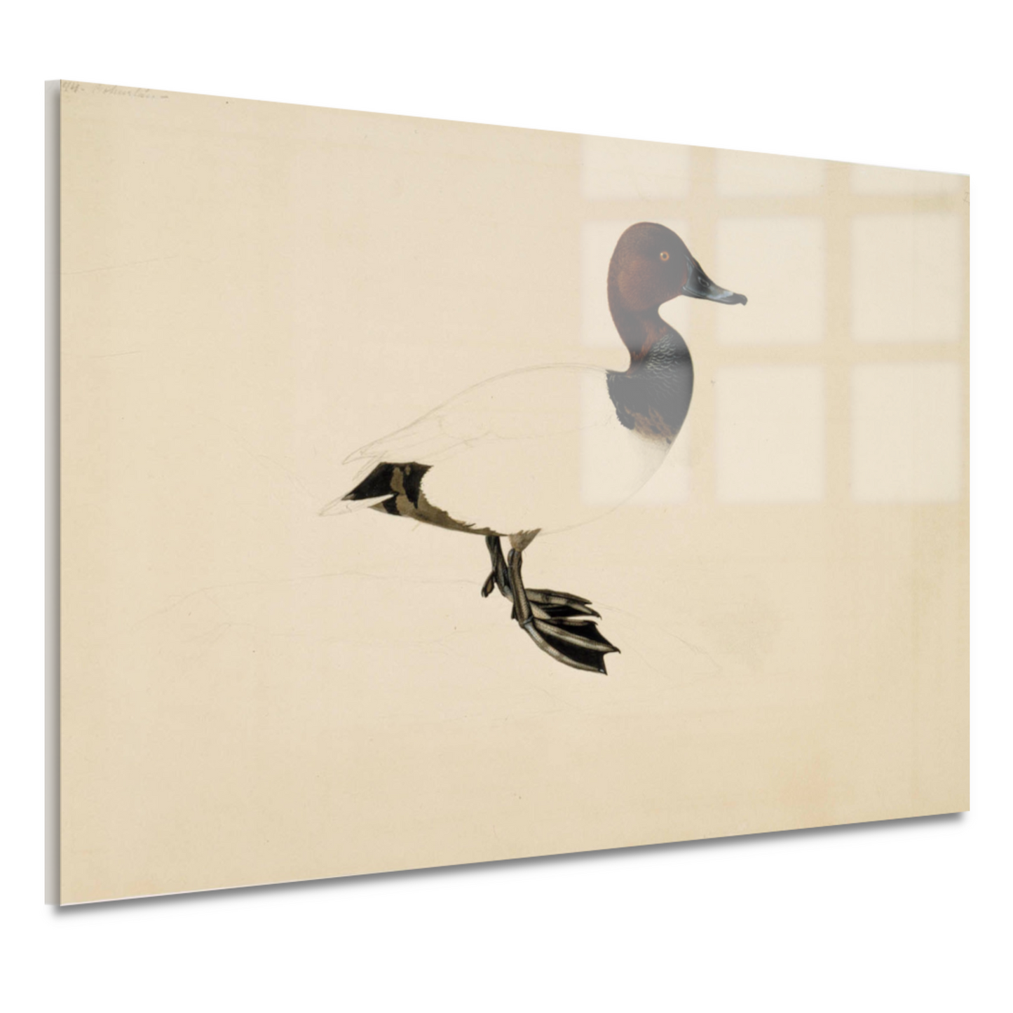 Tafeleend - Wilhelm von Wright acrylglas