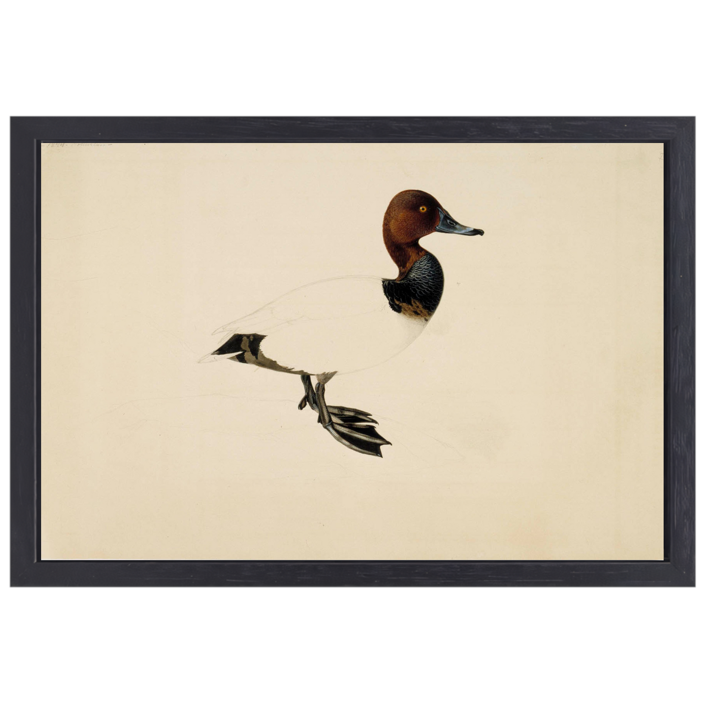 Tafeleend - Wilhelm von Wright canvas met baklijst