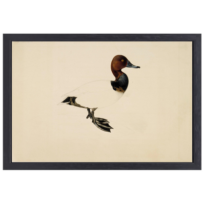 Tafeleend - Wilhelm von Wright canvas met baklijst