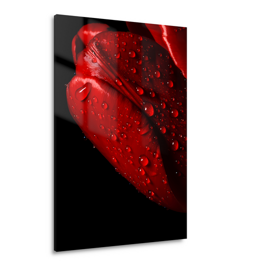 Rode Tulp met Dauwdruppels Acrylglas