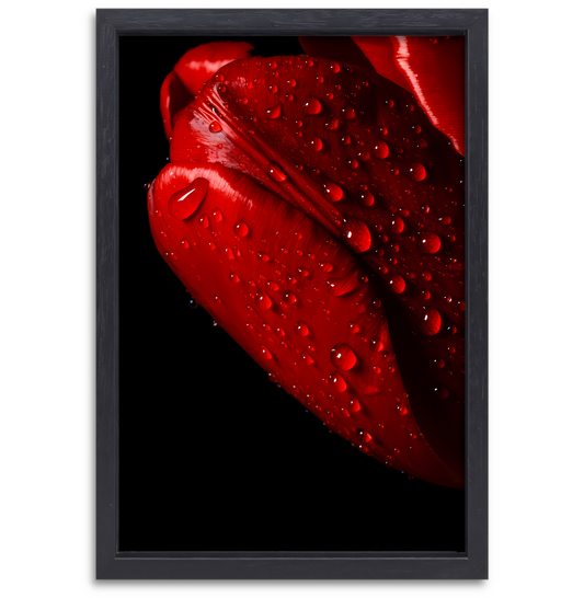 Rode Tulp met Dauwdruppels canvas met baklijst