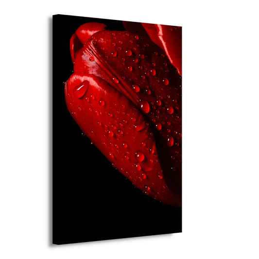 Rode Tulp met Dauwdruppels canvas