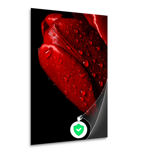 Rode Tulp met Dauwdruppels poster