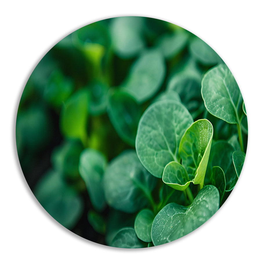 Close-up van groene spruiten met diepte forex muurcirkel