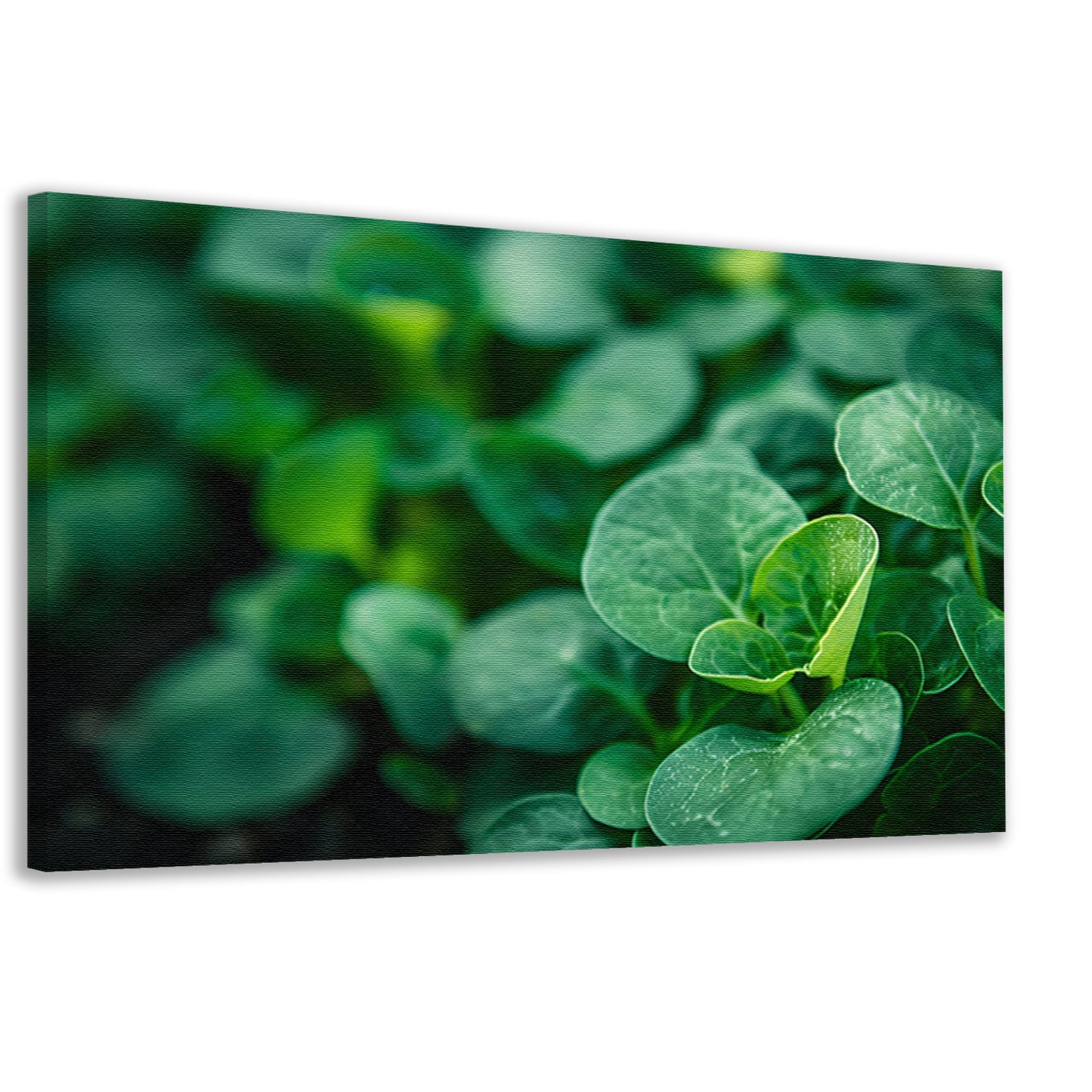 Close-up van groene spruiten met diepte canvas