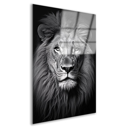 Koning der Dieren: Zwarte en Witte Leeuw Acrylglas