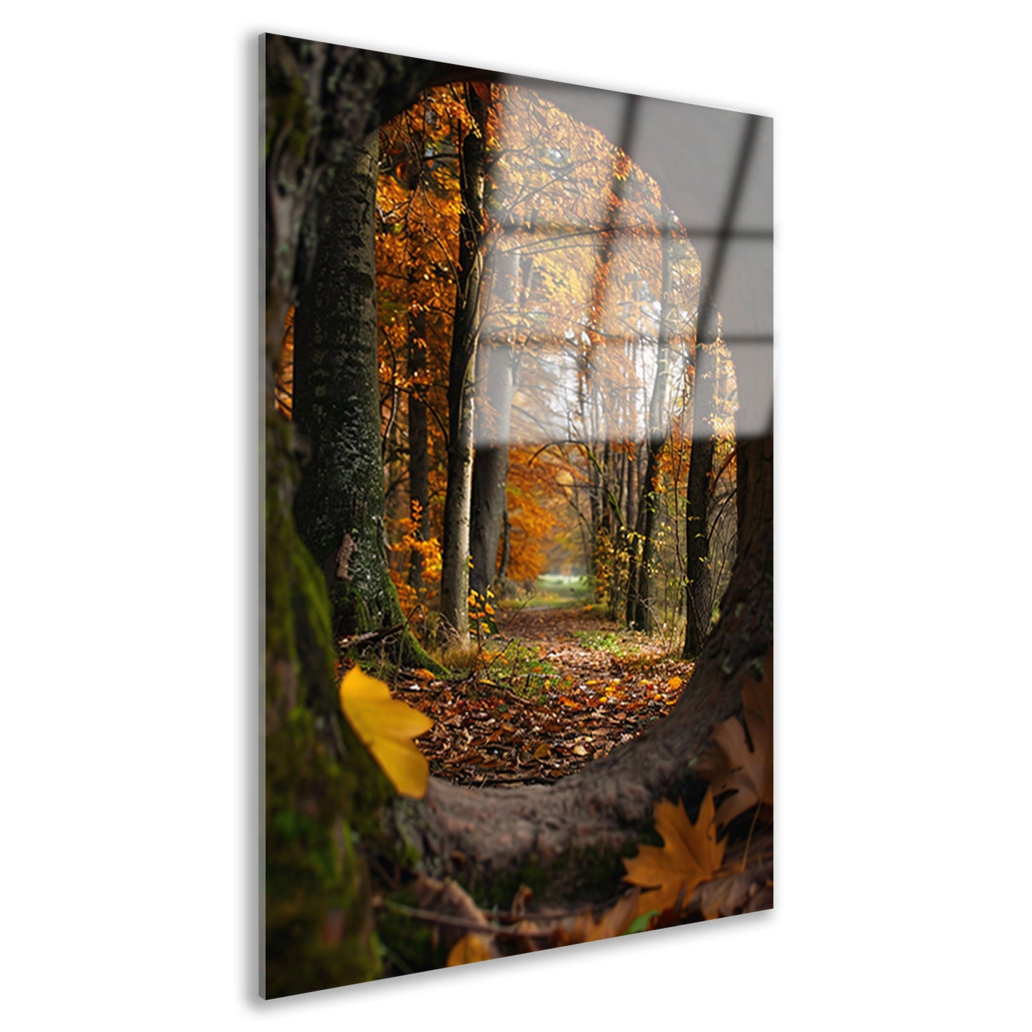 Herfstbos door een holle boom acrylglas