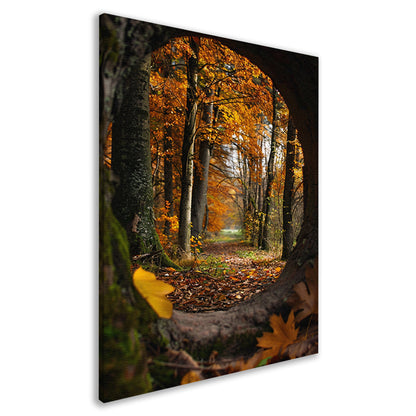 Herfstbos door een holle boom canvas