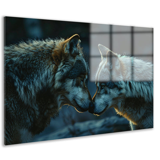 Twee wolven in donkere omgeving acrylglas