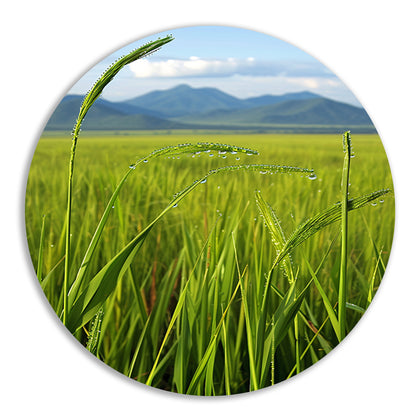 Dauwdruppels op groene grassprieten forex muurcirkel