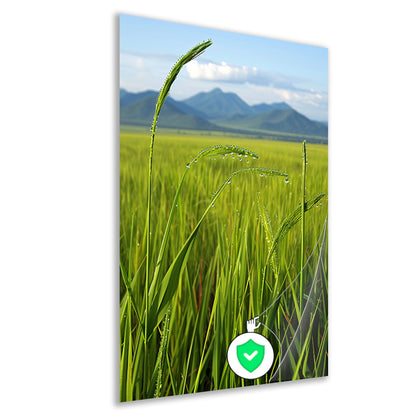 Dauwdruppels op groene grassprieten poster