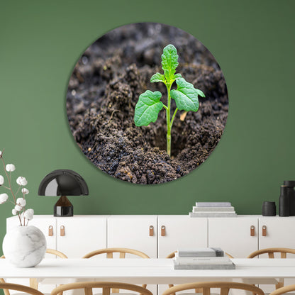 Jonge groene plant in vruchtbare aarde forex muurcirkel