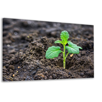 Jonge groene plant in vruchtbare aarde canvas