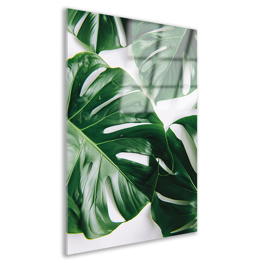Elegante Monstera bladeren op helderwitte achtergrond acrylglas