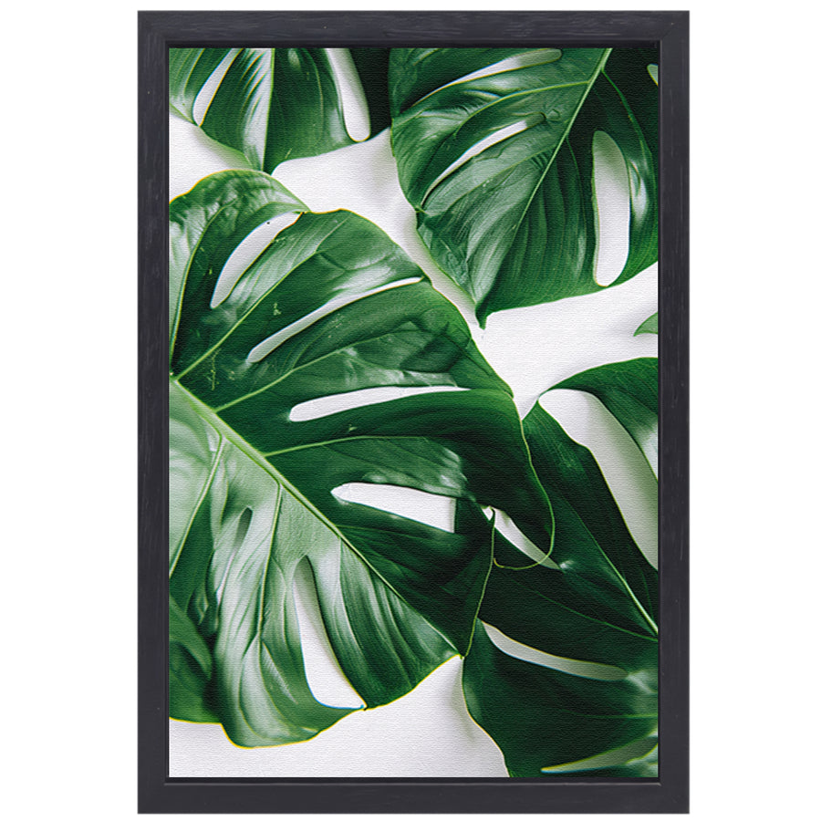 Elegante Monstera bladeren op helderwitte achtergrond canvas met baklijst