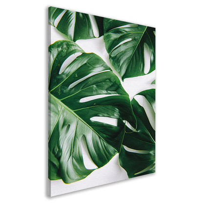 Elegante Monstera bladeren op helderwitte achtergrond canvas