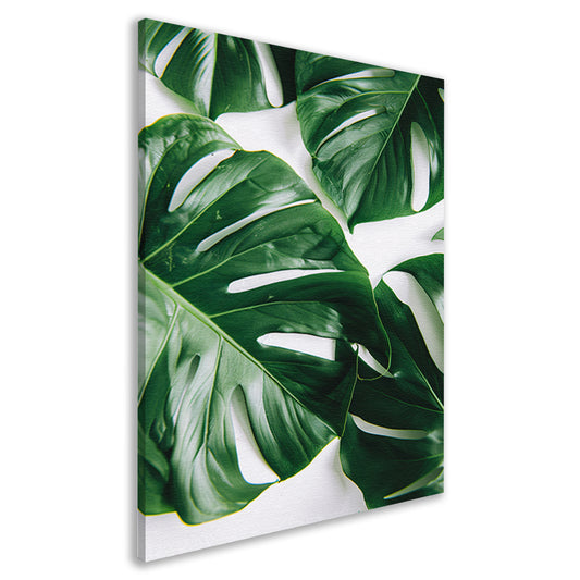 Elegante Monstera bladeren op helderwitte achtergrond canvas