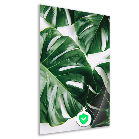 Elegante Monstera bladeren op helderwitte achtergrond poster