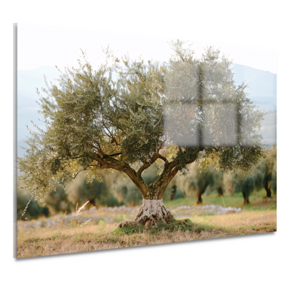 Olijfboom in Impressionistische Stijl acrylglas