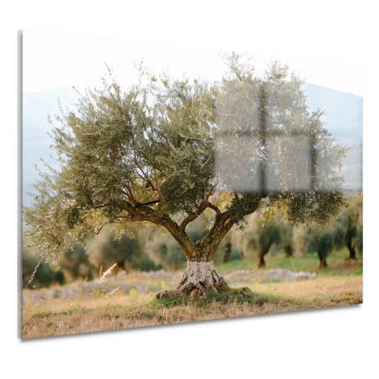 Olijfboom in Impressionistische Stijl acrylglas