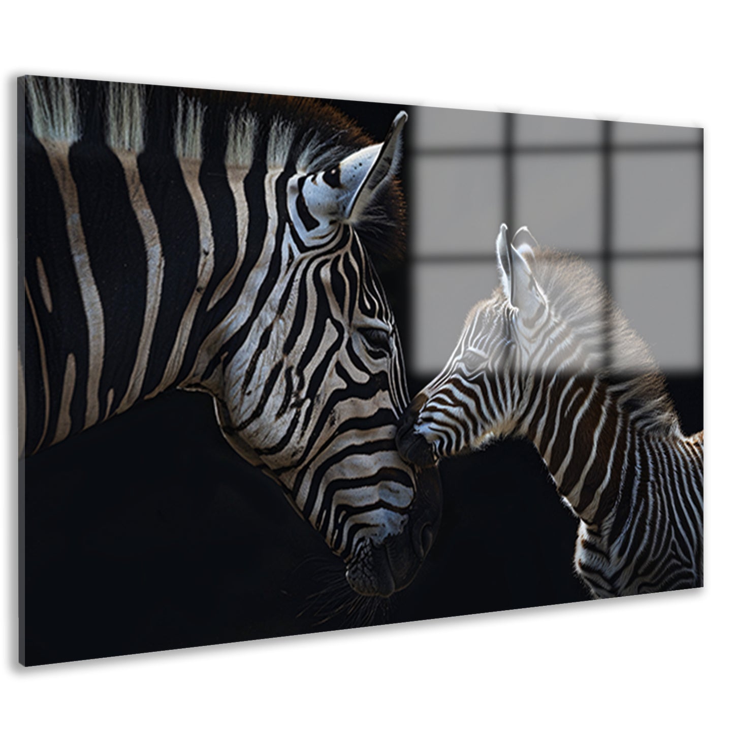Intiem moment tussen twee zebras acrylglas