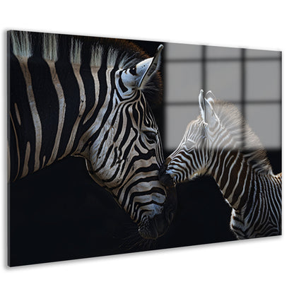 Intiem moment tussen twee zebras acrylglas