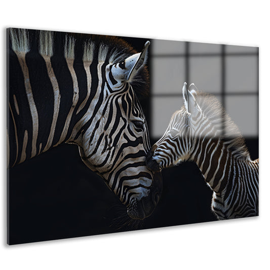 Intiem moment tussen twee zebras acrylglas