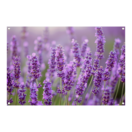 Lavendelveld in bloei met bij op voorgrond tuinposter