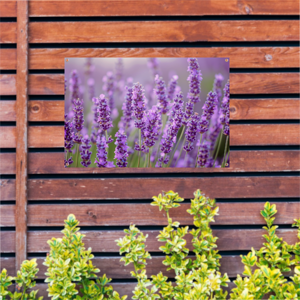 Lavendelveld in bloei met bij op voorgrond tuinposter