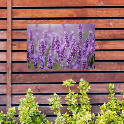 Lavendelveld in bloei met bij op voorgrond tuinposter