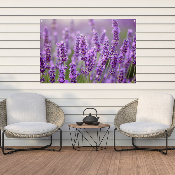 Lavendelveld in bloei met bij op voorgrond tuinposter