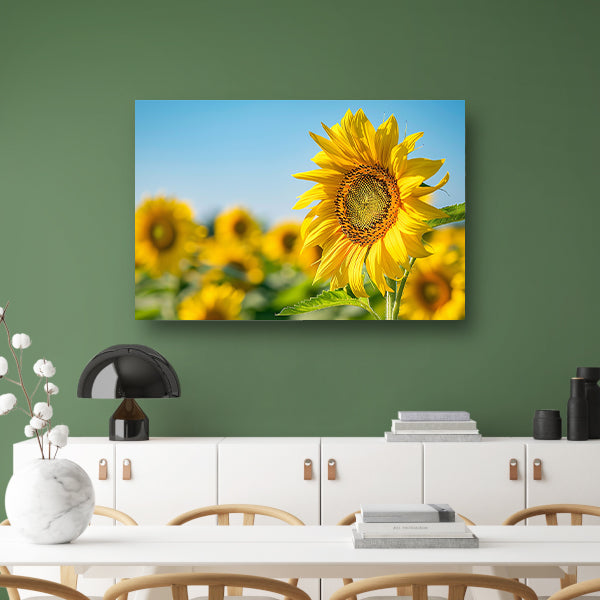 Levendige zonnebloemen in een bloeiend veld canvas