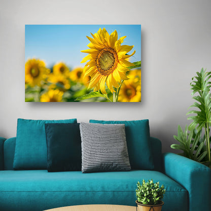 Levendige zonnebloemen in een bloeiend veld canvas