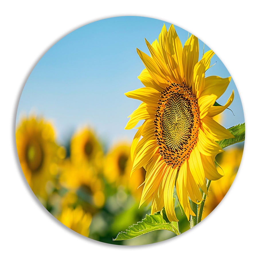 Levendige zonnebloemen in een bloeiend veld forex muurcirkel