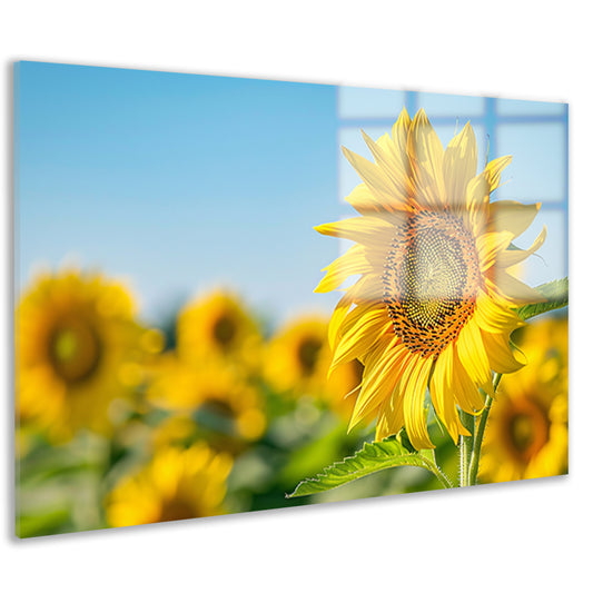 Levendige zonnebloemen in een bloeiend veld acrylglas