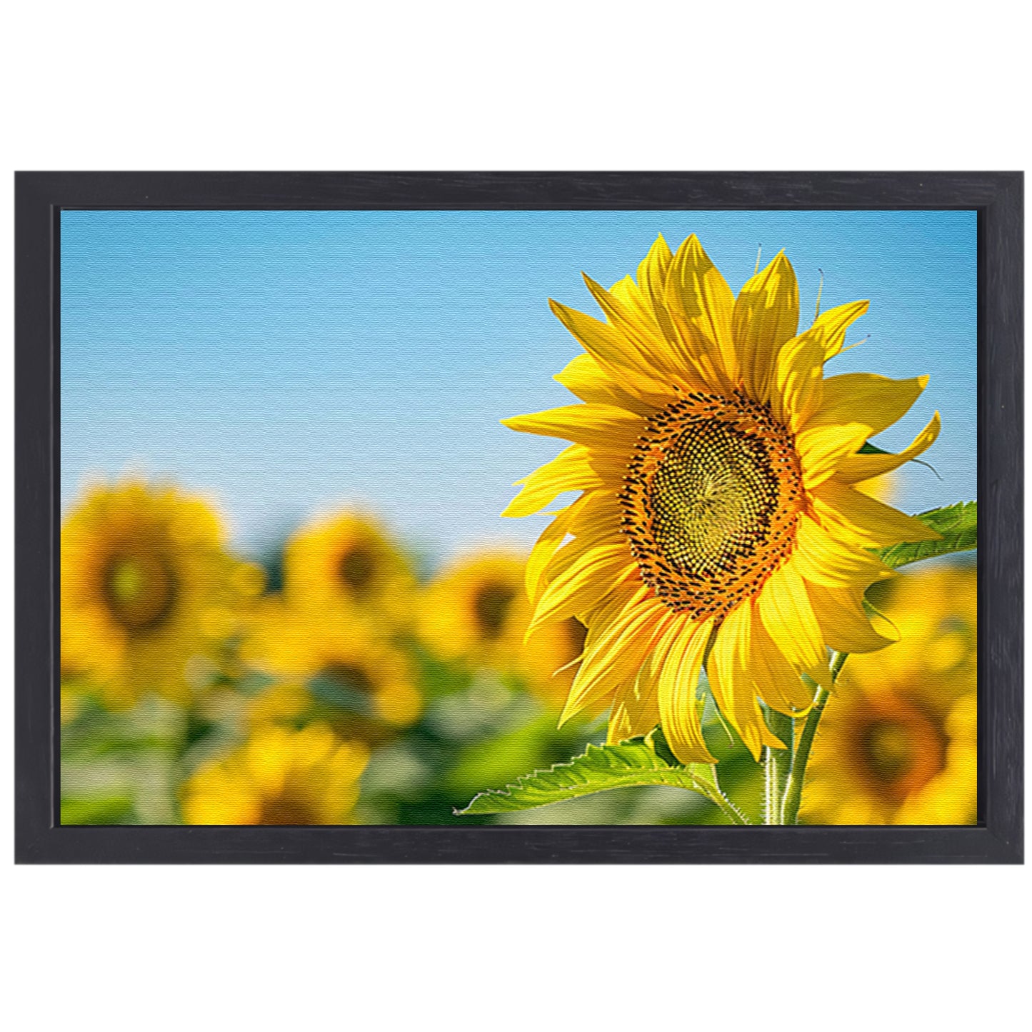 Levendige zonnebloemen in een bloeiend veld canvas met baklijst